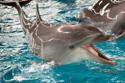 Atpūtas un ceļojumu piedāvājumi 12.08.2025 - 15.08.2025 Delfinārijs un dinozauru parks Nikos Travel