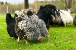 Rudens garšas un pasaules virtuves akcenti Jūrmalas Restorānu nedēļā
